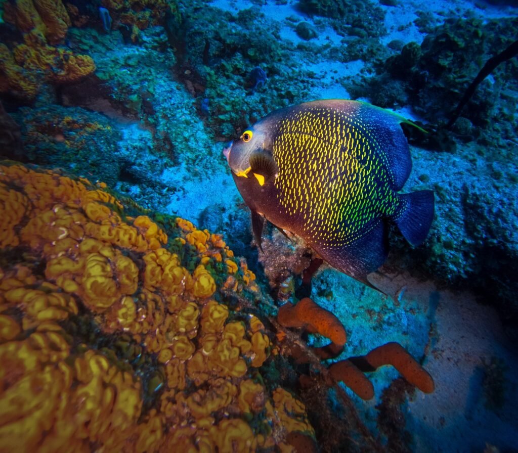 Poissons tropicaux lors d’une plongée à Basse-Terre