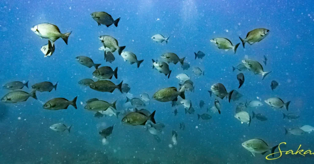 Antennaire Plongée à Deshaies Guadeloupe