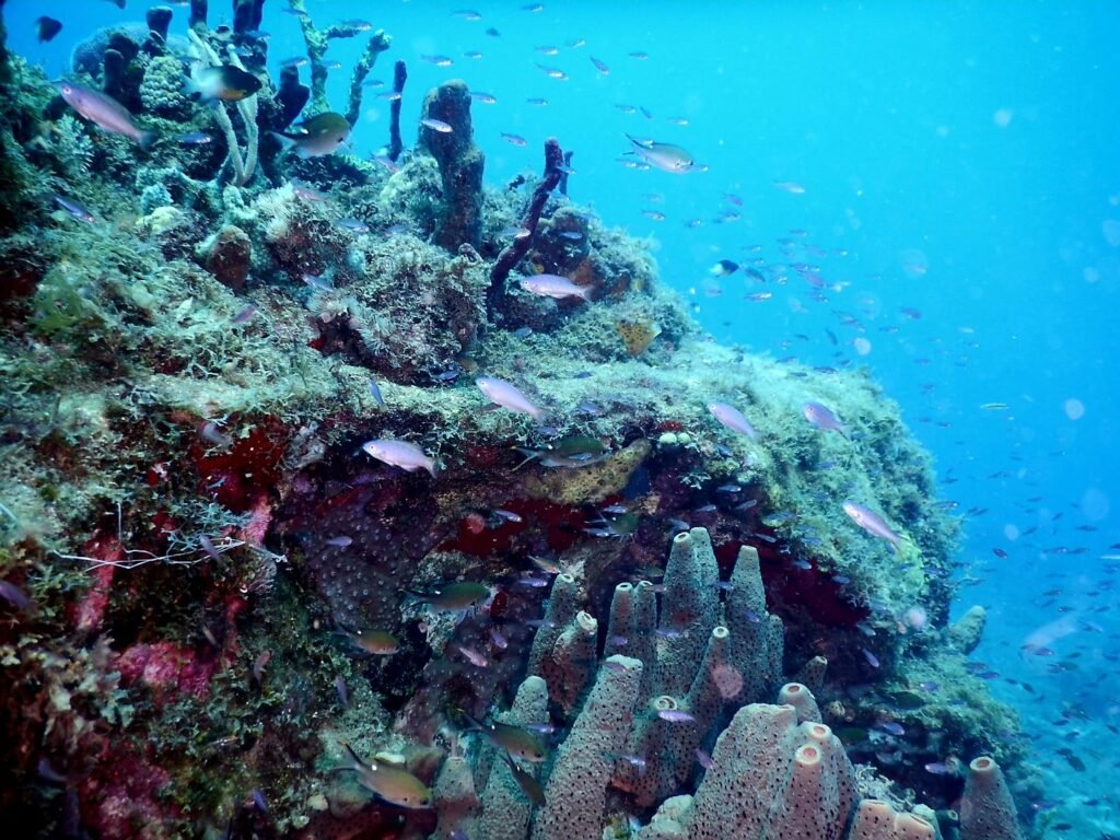 Plongée sous-marine en Basse-Terre en Guadeloupe avec récif corallien