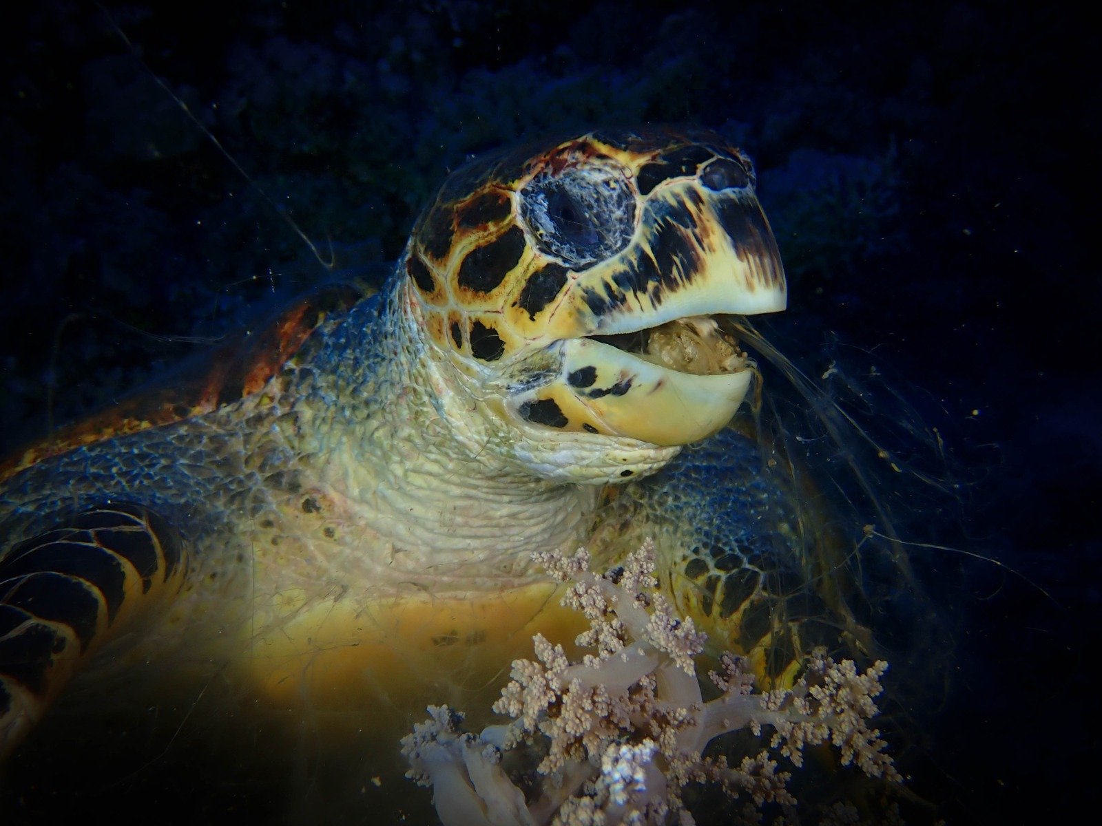 Rencontre avec une tortue caret lors d’une plongée en Guadeloupe