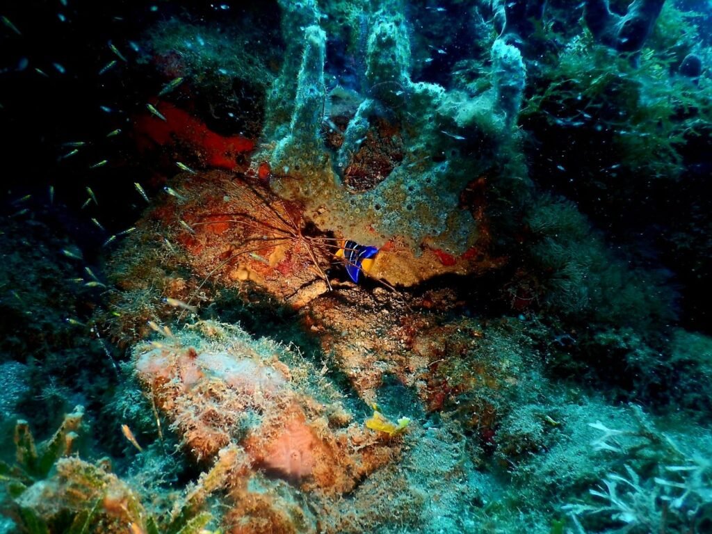 Plongée sous-marine en Basse-Terre en Guadeloupe avec récif corallien