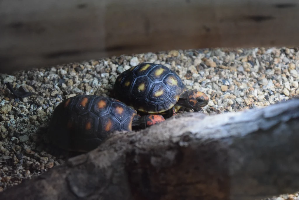 Bébés de tortue Charbonnières Zoo de Guadeloupe, Parc des Mamelles Guadeloupe (14)
