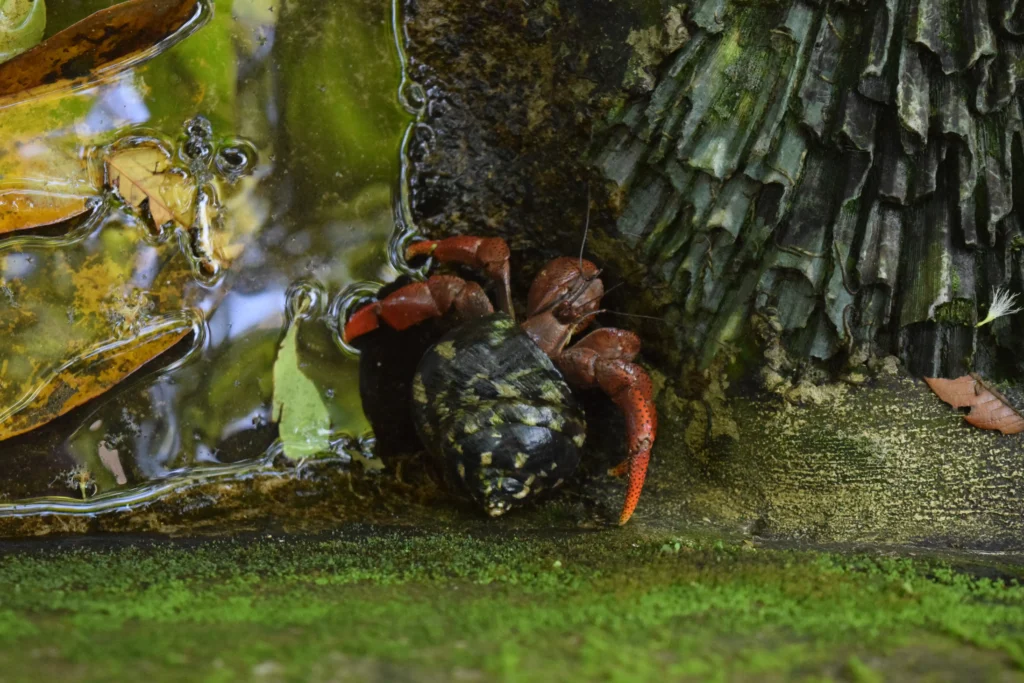 Bernard l'hermite ou Pagure, Parc des Mamelles Guadeloupe (20)