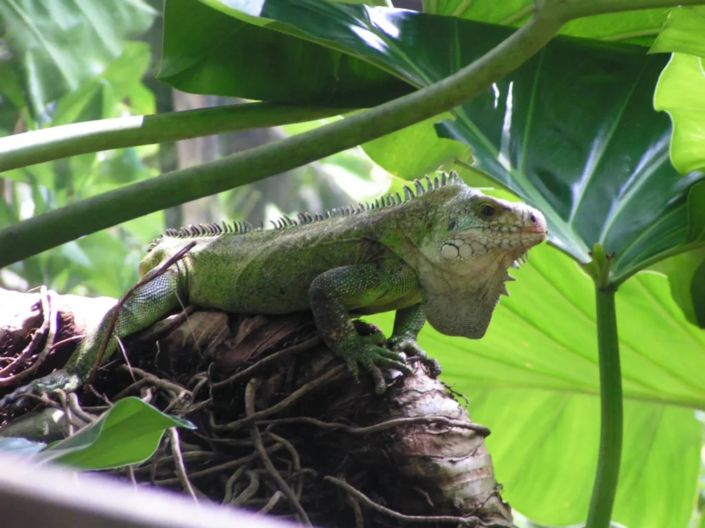Iguane vert au Parc des Mamelles Guadeloupe (3)