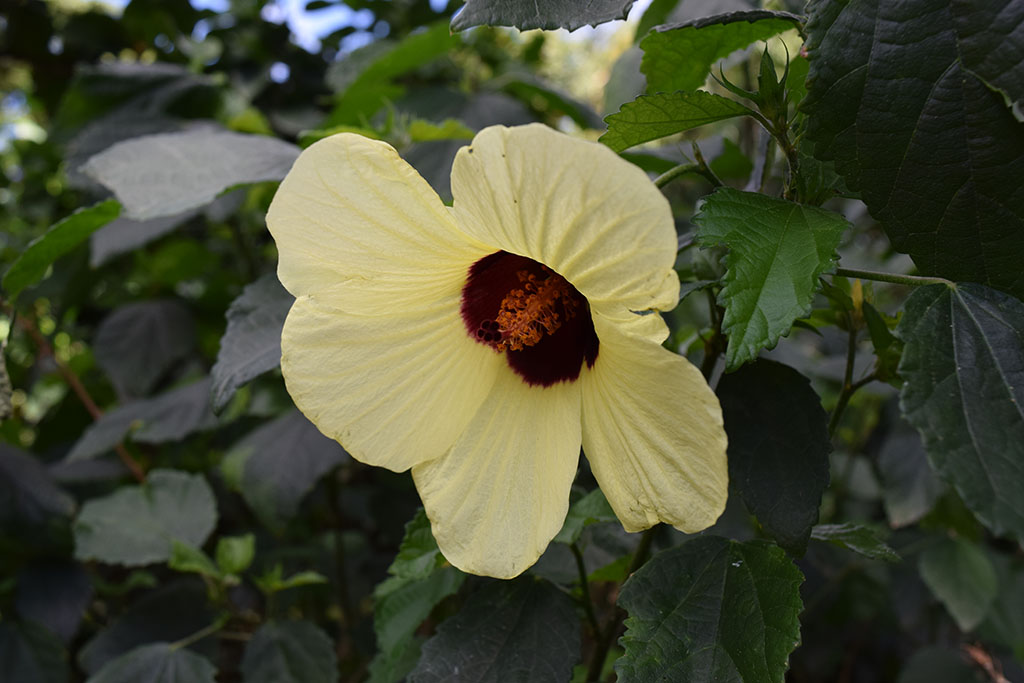 Jardin Botanique Deshaies Guadeloupe