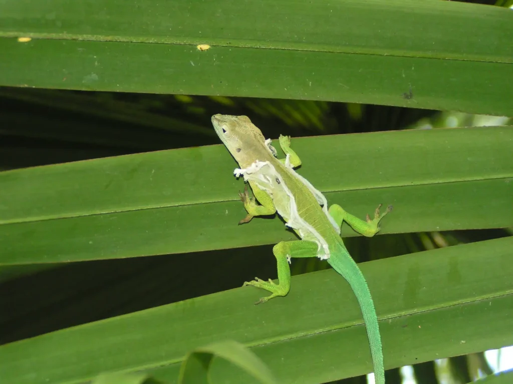 Un lézard vert en pleine mue.