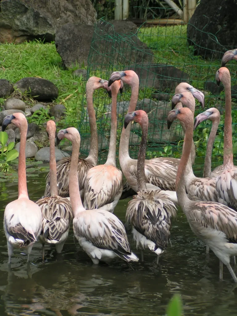 La petite tribue de flamands rose de Deshaies