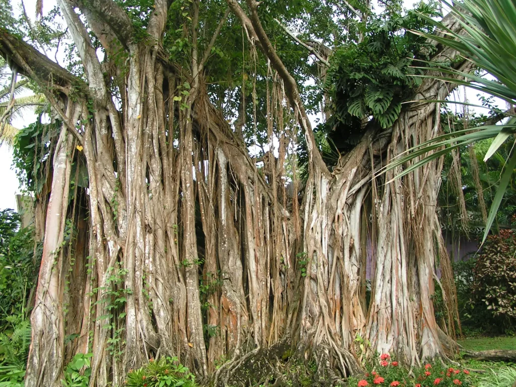 Figuier étrangleur plusieurs fois centenaire, jardin Botanique de Deshaies