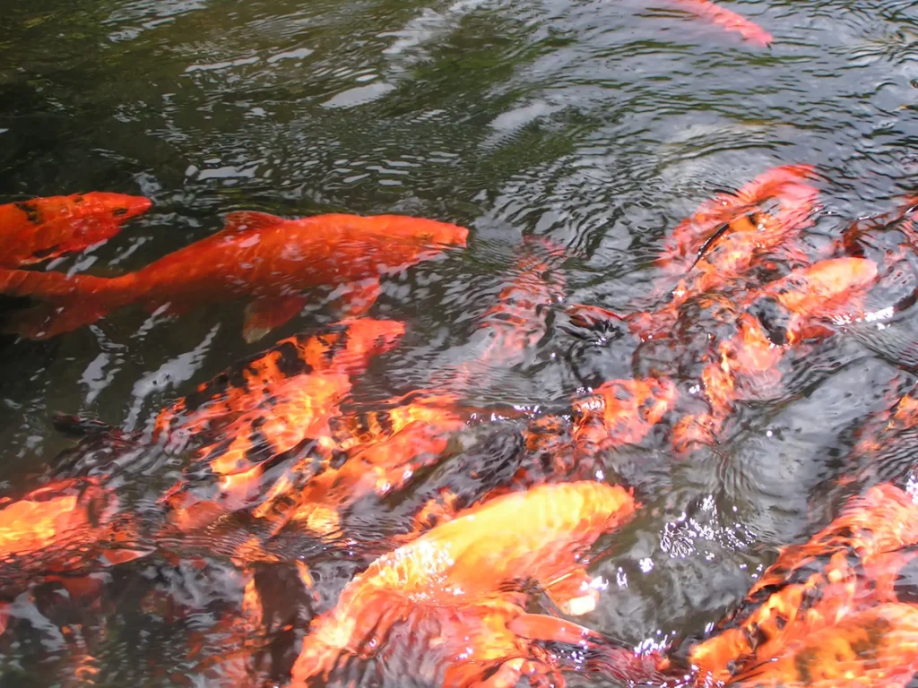 Le bassin aux carpes KoÏ