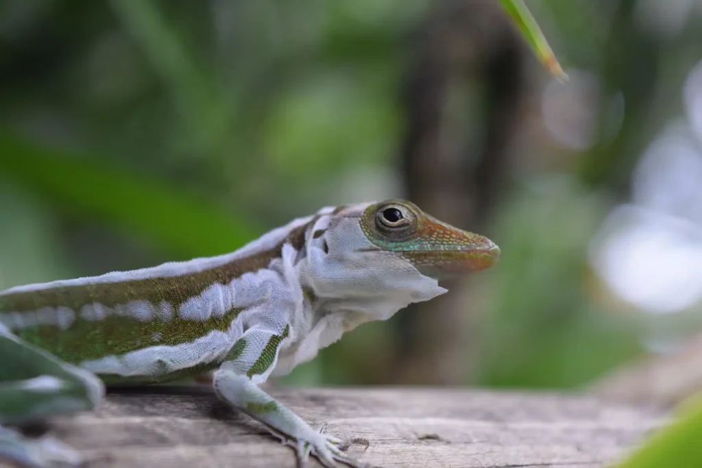 Un petit lézard vert en pleine mue jardin Botanique de Deshaies Guadeloupe