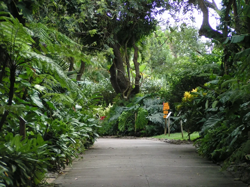 Les allées du parc, magnifique jardin tropical en Guadeloupe