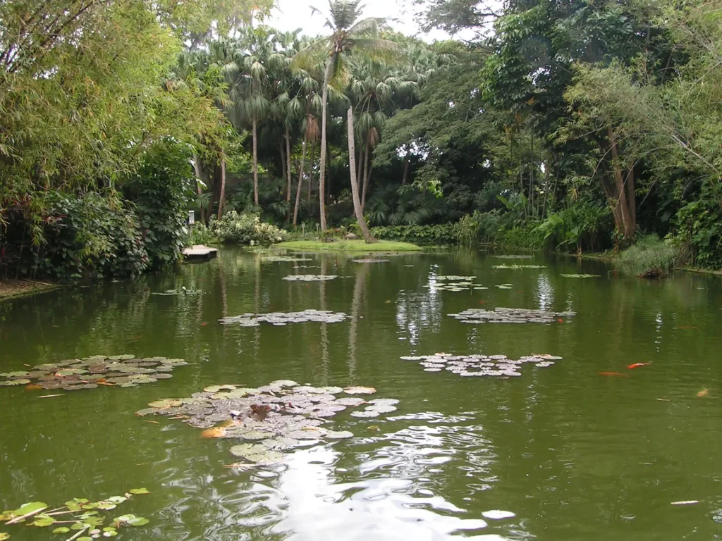 Bassin aux nénuphars au jardin Botanique de Guadeloupe