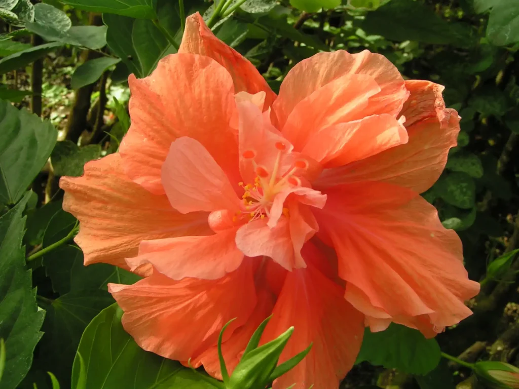 Double hibiscus orangé/saumon. L'une des merveilles du Jardin Botanique de Guadeloupe