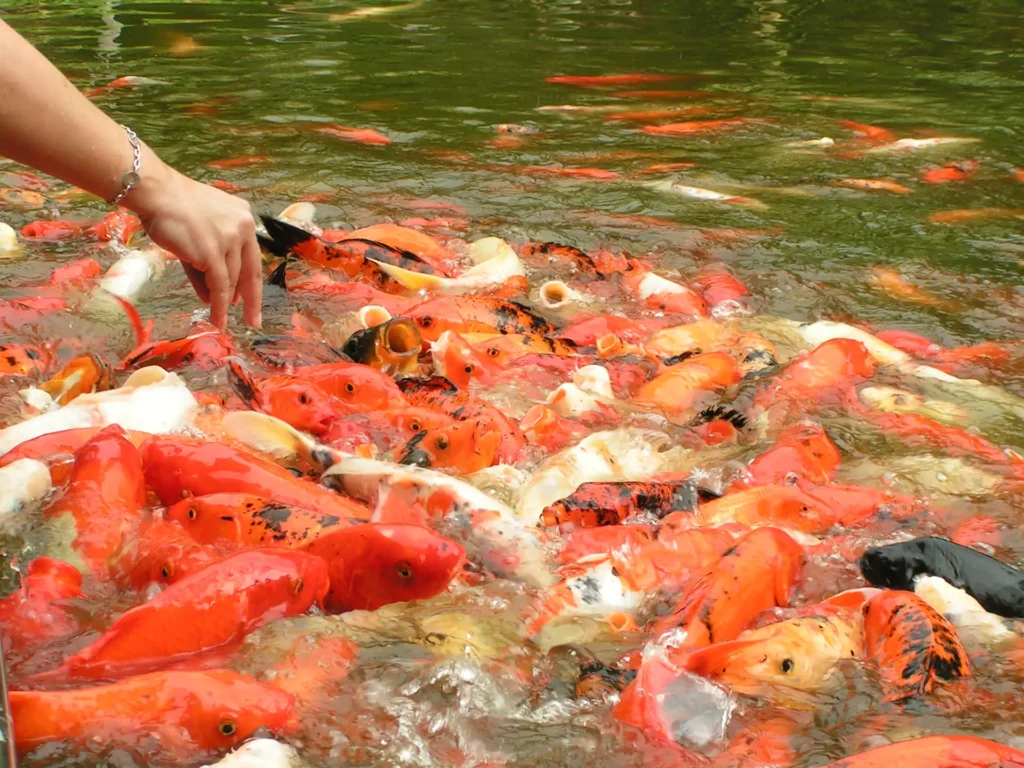Les carpes KoÏ qui sautent volontiers hors de l'eau pour quemander
