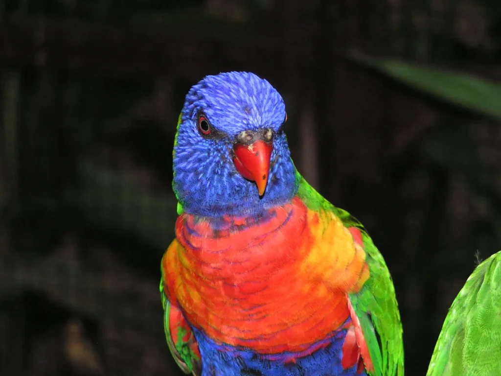 Les loriquets du jardin, un festival de couleurs éclatantes