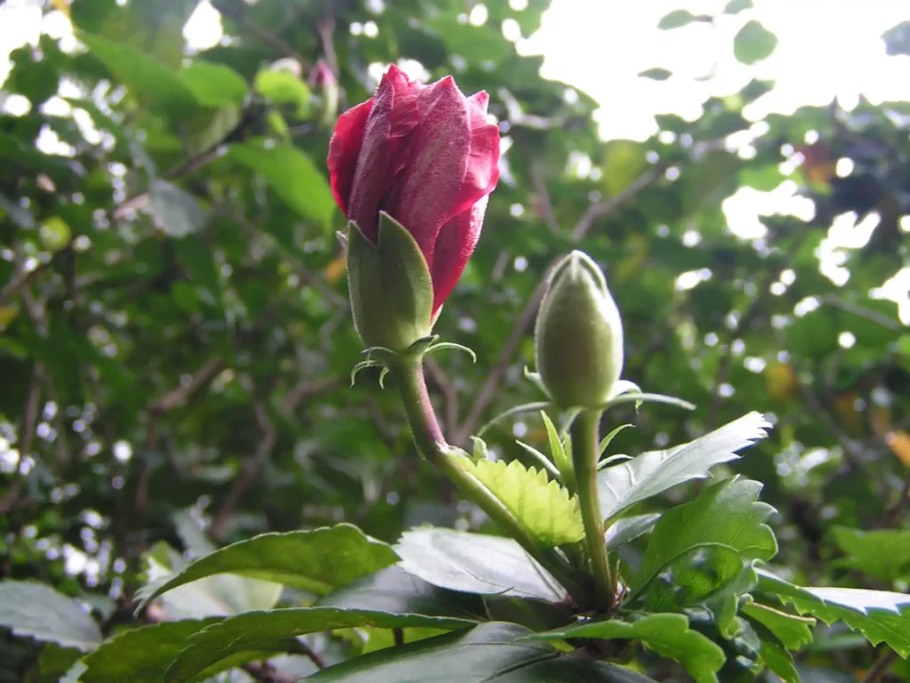 Bourgeon et bouton d'hibiscus vieux rose