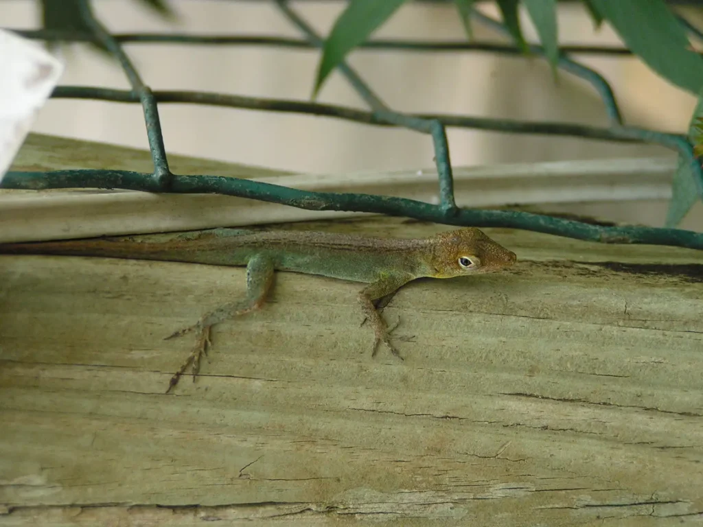 Un  petit lézard paresseux