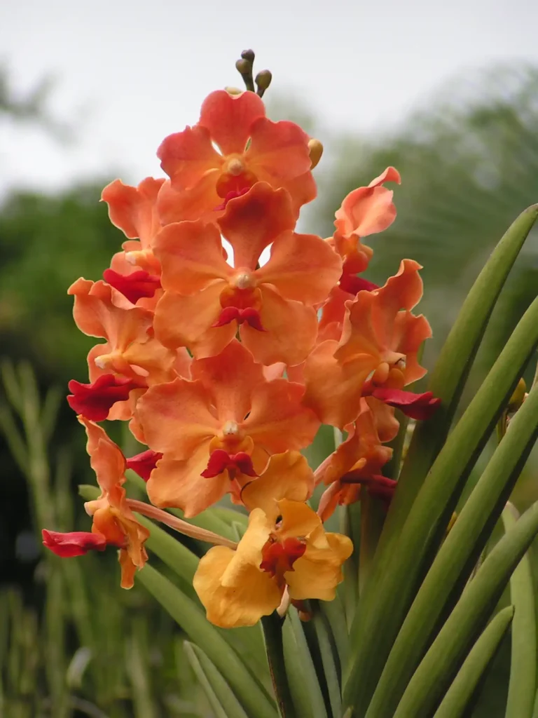 Le jardin Botanique possède une collection d'Orchidées à couper le souffle.