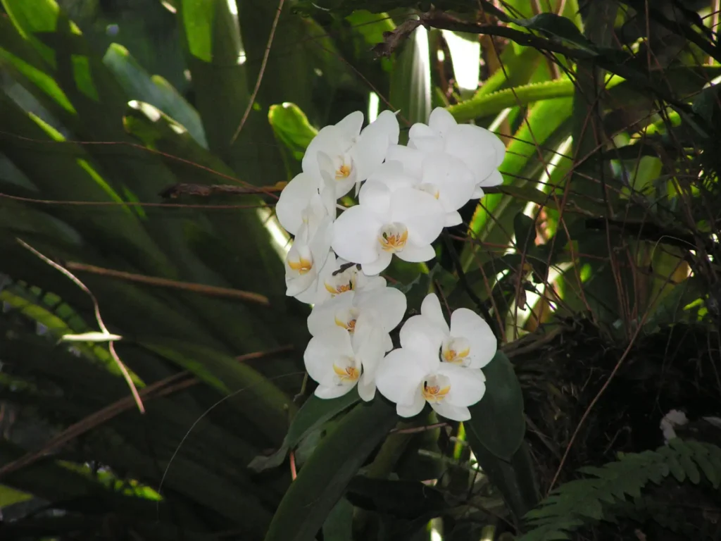 Une orchidée d'un blanc immaculé