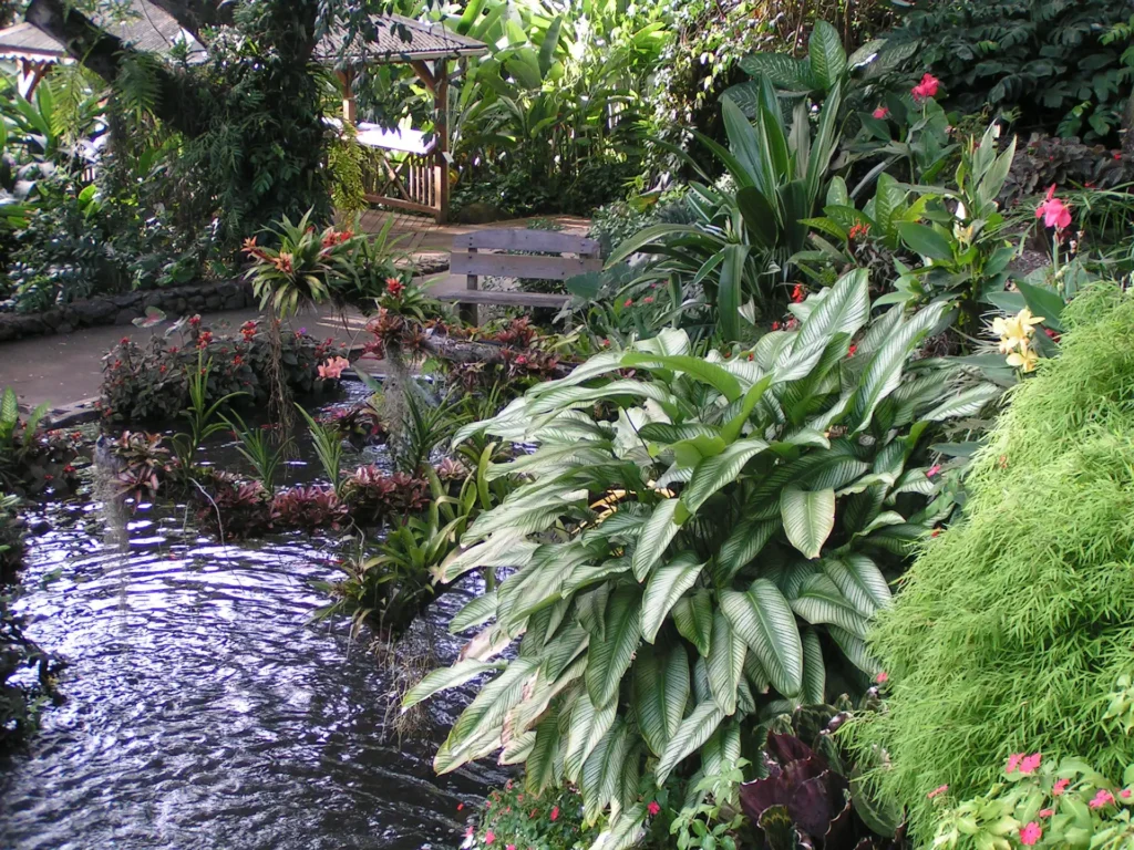 La rivière qui alimente le bassin des Carpes Koï du Jardin Botanique