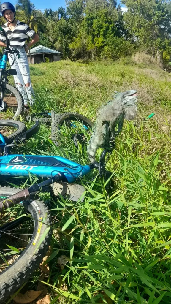 Un Iguane qui se voulait aussi rapide que Nico de Karib Trott