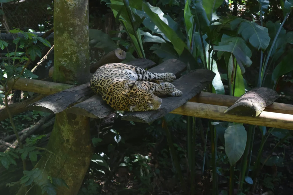 Keeza femelle jaguar au zoo de Guadeloupe