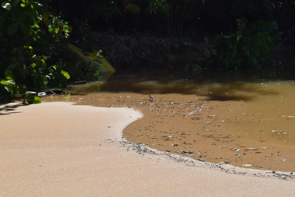 La faune locale profite du mélange des eaux douces et salées,Grande Anse à Deshaies Guadeloupe