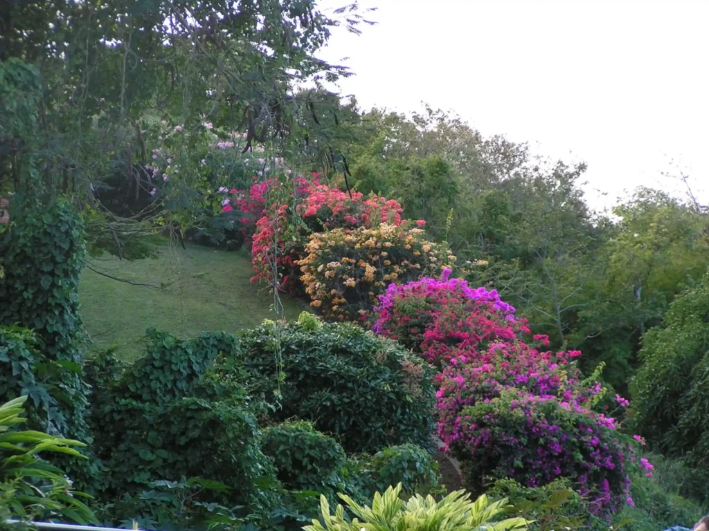 La haie de Bougainvillier multicolores au jardin botanique de Deshaies en Guadeloupe