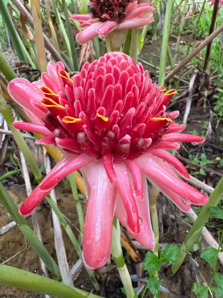 Le Paradis de la Guadeloupe a Pointe Noire Guadeloupe