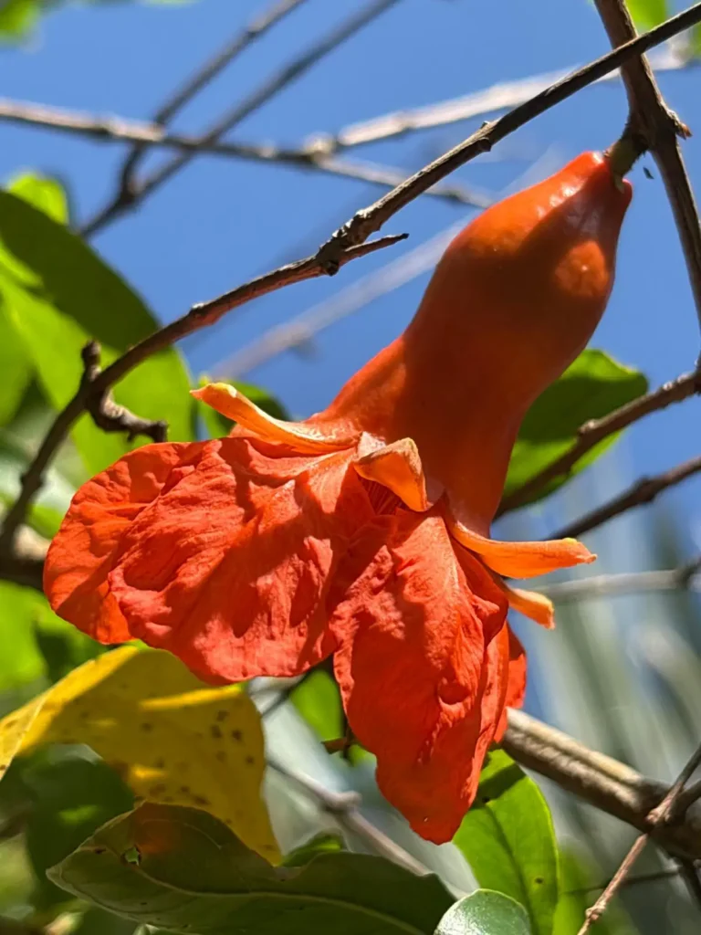 Le Paradis de la Guadeloupe a Pointe Noire Guadeloupe