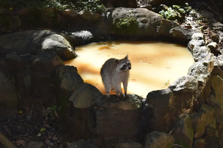 Raton laveur au Zoo de Guadeloupe