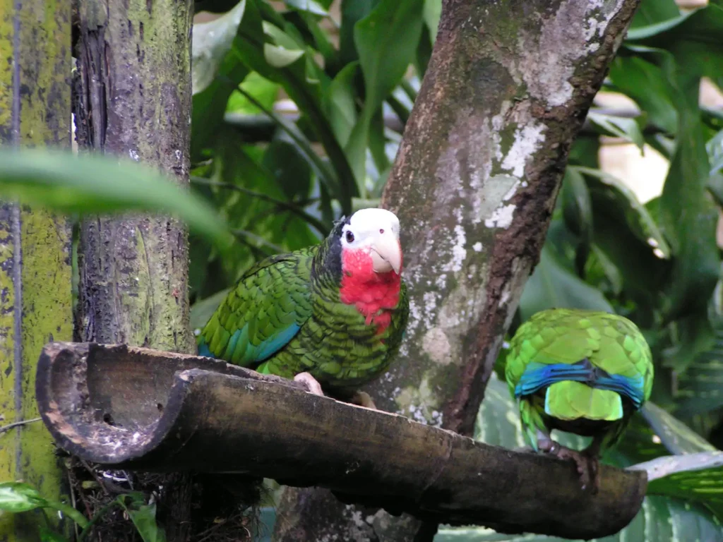 L’Amazone de Cuba (Amazona leucocephala) emblématique des Caraïbes