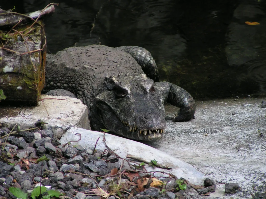 Le caïman qui ressemble à un dinosaure au Zoo de Guadeloupe