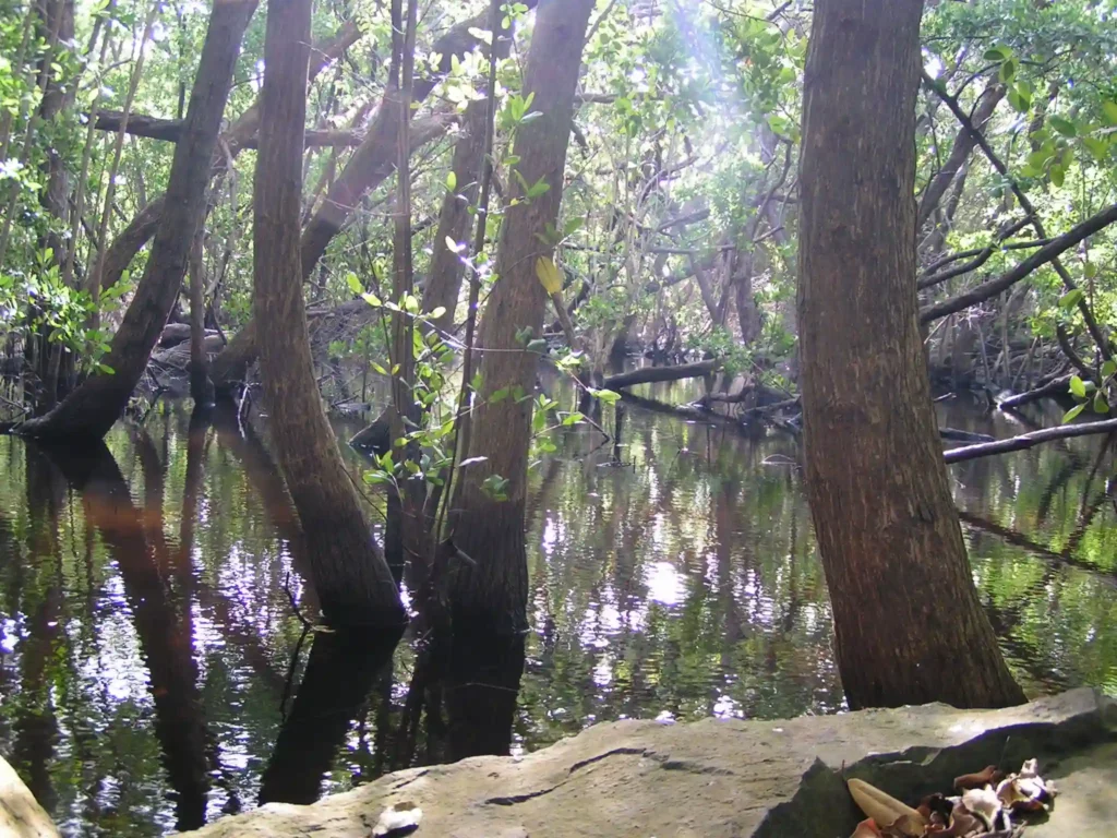 Mangrove de la Plage La Perle Deshaies Guadeloupe