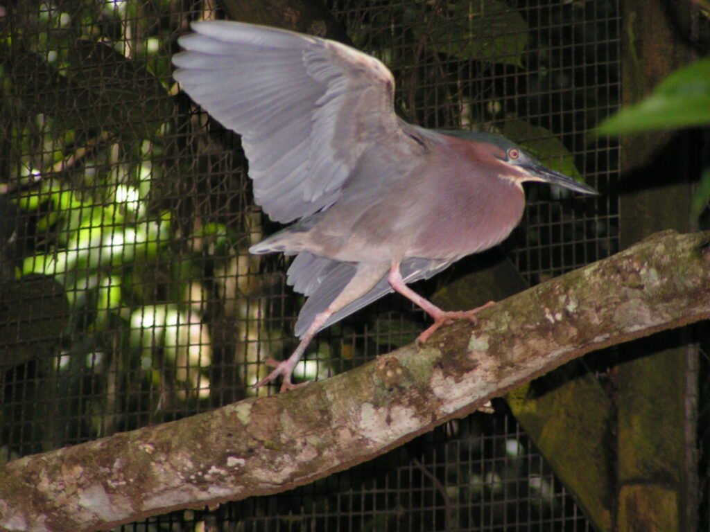 Martin Pecheur au Zoo de Guadeloupe