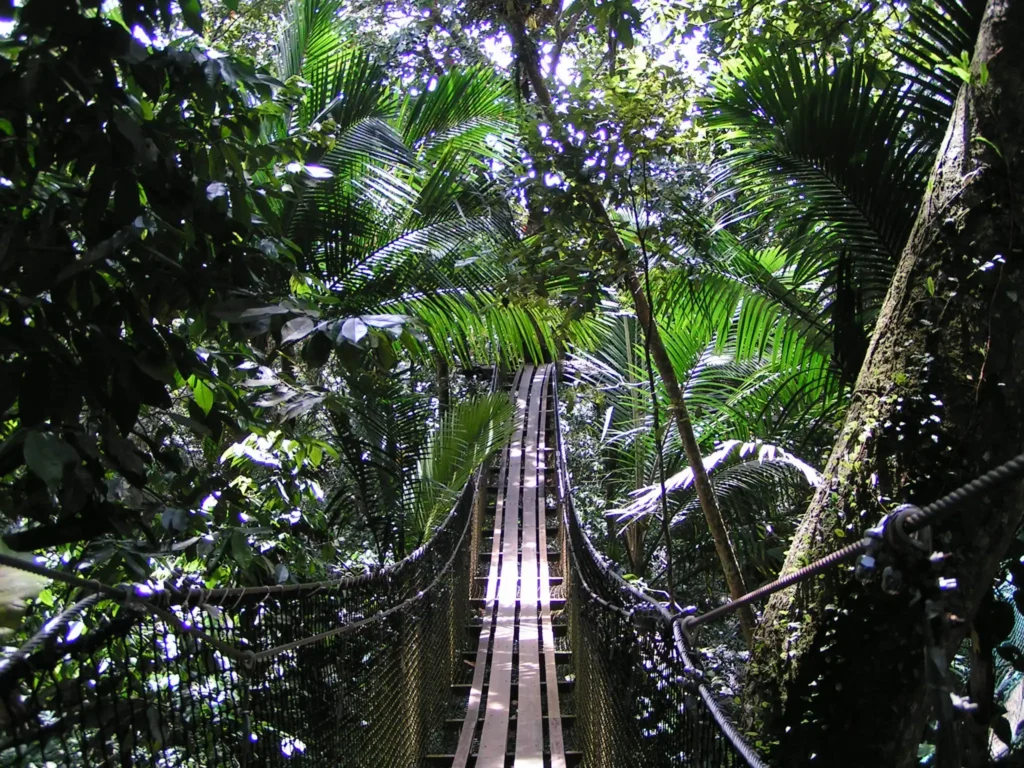 Passerelle au dessus de la Jungle du Zoo de Guadeloupe