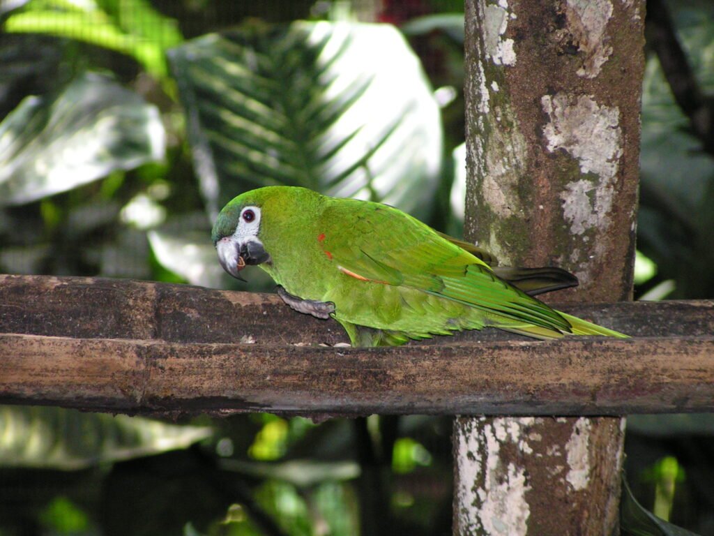 Perruche vert (amazonie) au Zoo de Guadeloupe