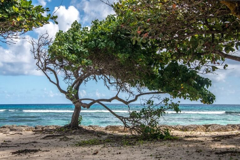 Plage des raisins clairs Saint Francois Guadeloupe