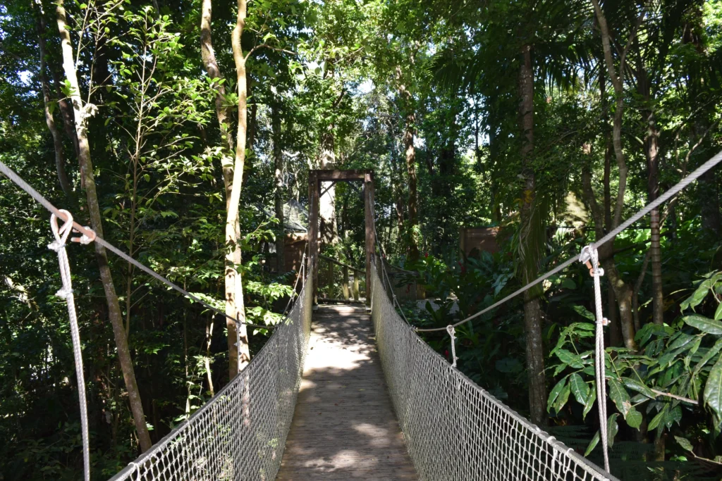 Pont suspendu pour la ballade Guadeloupe, Parc des Mamelles Guadeloupe (10)