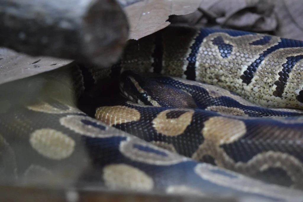 Python Réticulé de Guadeloupe, Parc des Mamelles Guadeloupe (15)