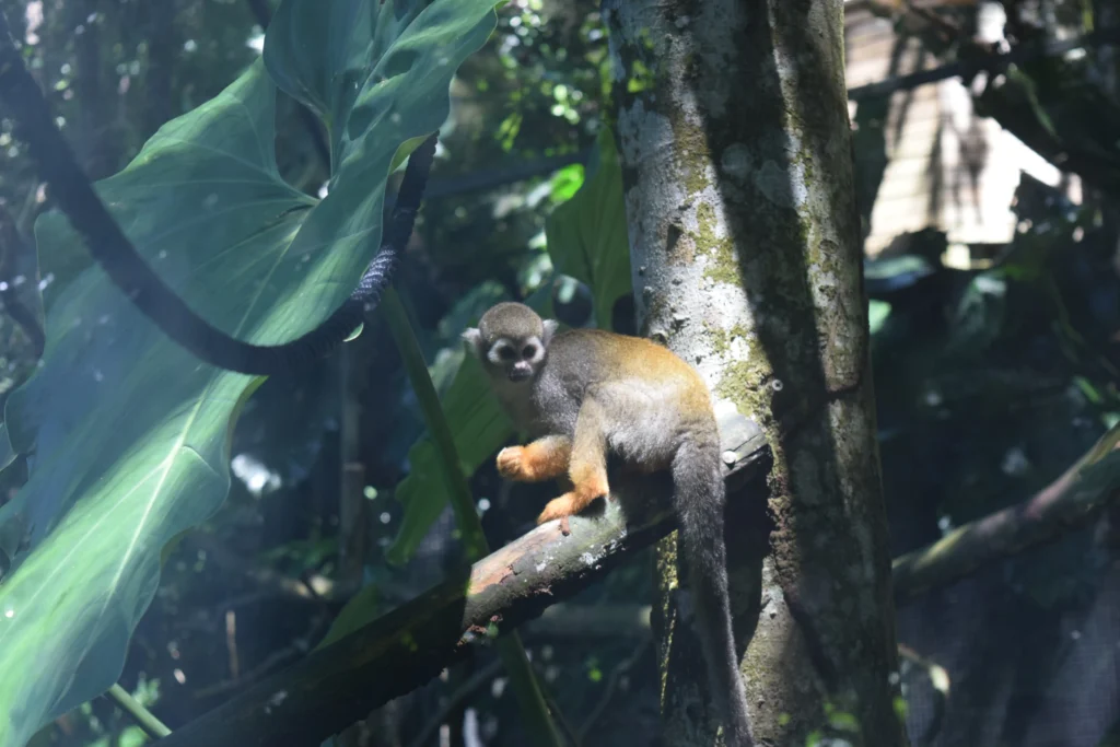 Saïmiri commun Zoo de Guadeloupe, Parc des Mamelles Guadeloupe (22)