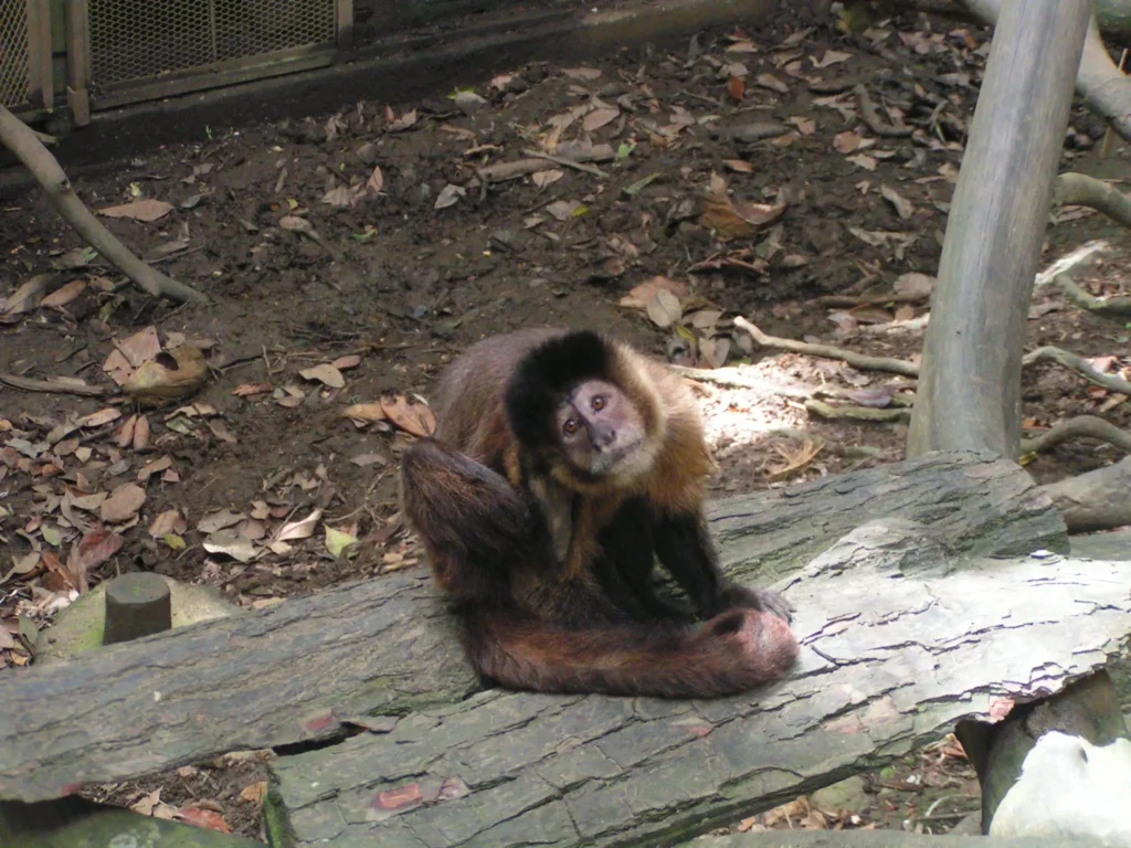 Singe Capucin au Zoo de Guadeloupe