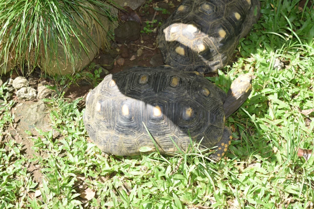 Tortue denticulée Zoo de Guadeloupe, Parc des Mamelles Guadeloupe (18)