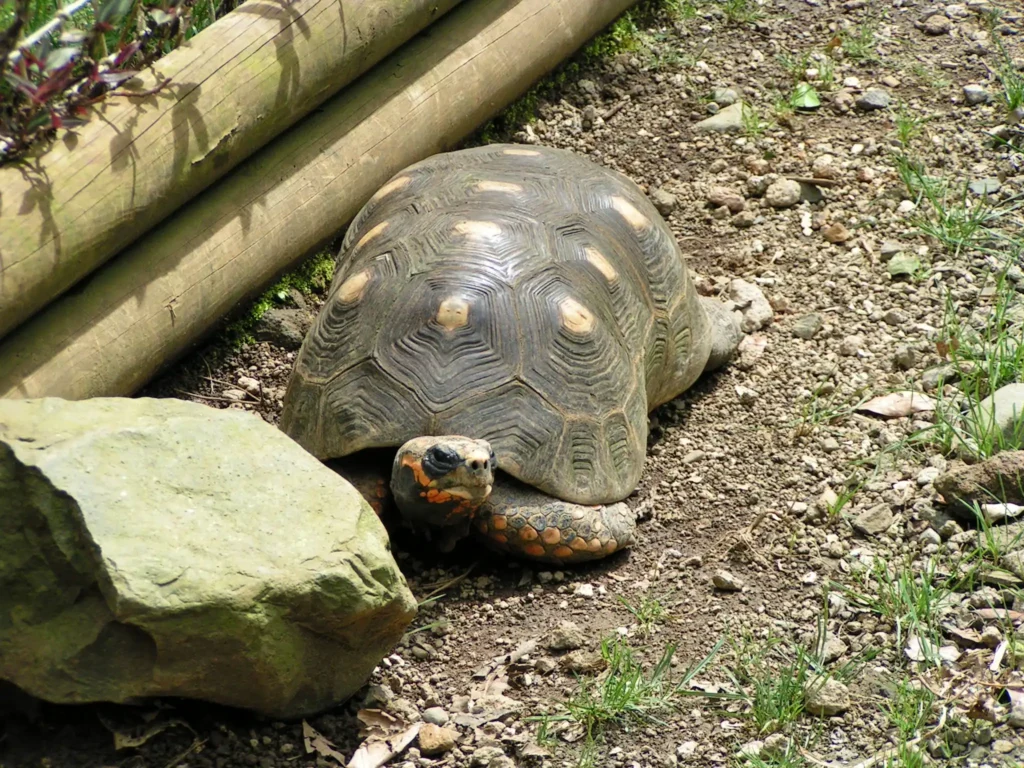 Tortue denticulée Zoo de Guadeloupe, Parc des Mamelles Guadeloupe (7)
