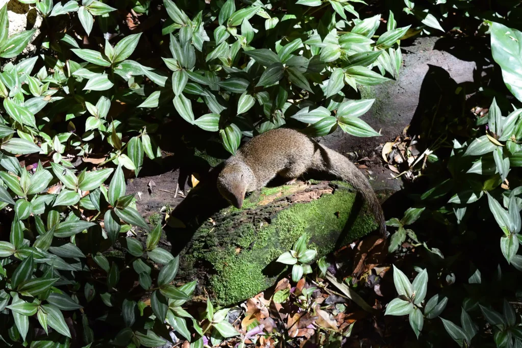 Une mangouste, Parc des Mamelles Guadeloupe (2)