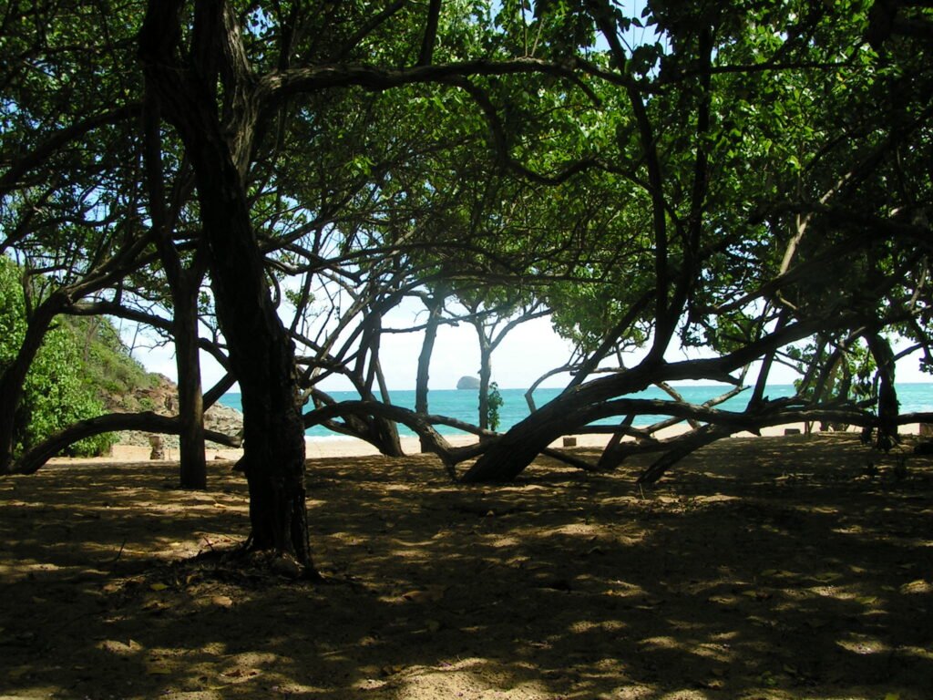 Apperçu de la mer au travers des arbres, plage de Tillet Deshaies Guadeloupe
