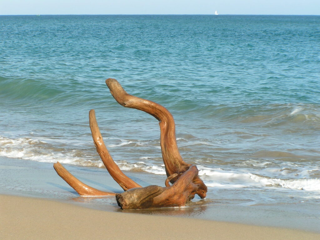 Bois flotté sur la plage de La Perle à Deshaies Guadeloupe