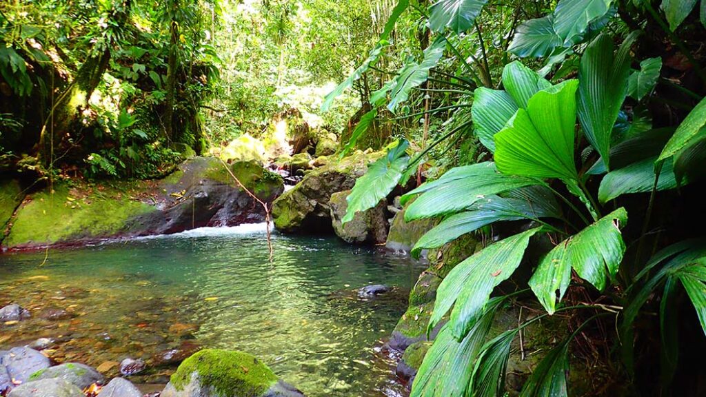 Végétation autour d'une rivière du côté de Bouillante Basse-Terre de Guadeloupe