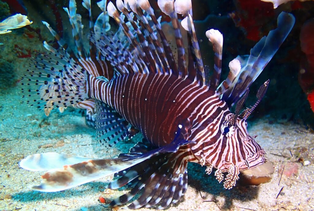 Le Poisson Lion très invasif en Guadeloupe