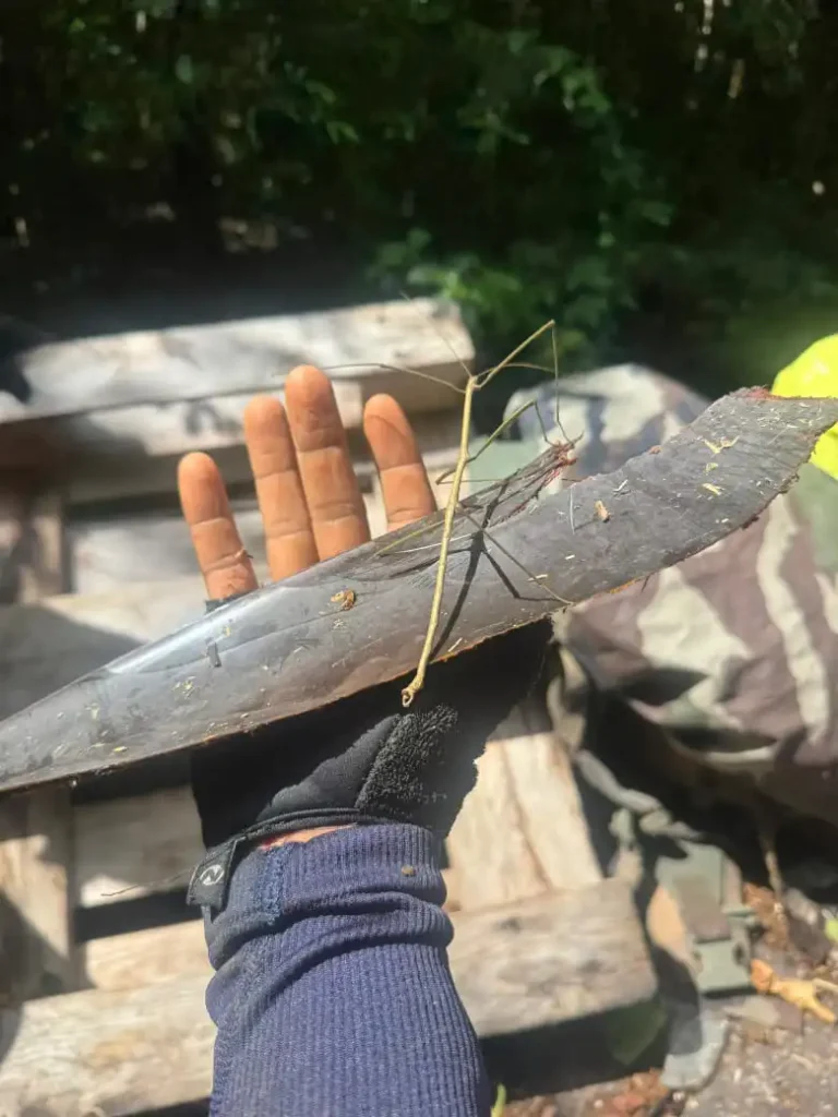 Rencontre avec un Phasme de Guadeloupe lors du Bivouac avec Akwafrm Randonnées
